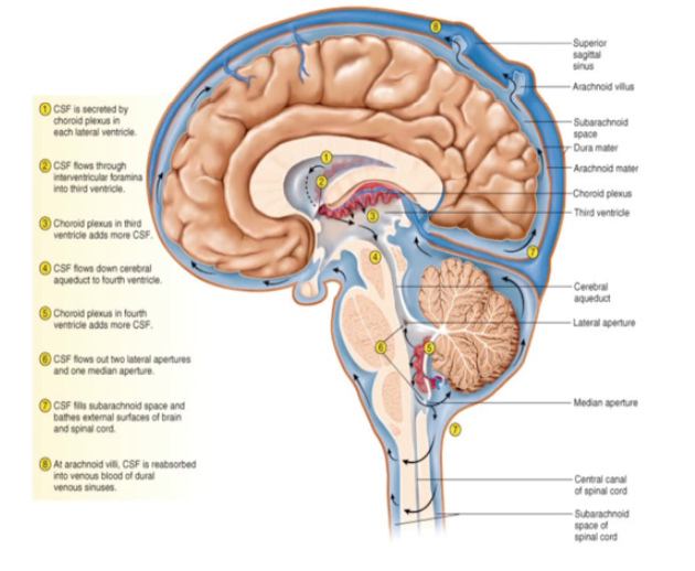 29. When CSF passes through the foramen of Luschka this results in filling of the subarachnoid space of the cisterns and the cerebral cortex.. the level at which CSF enters the subarachnoid space is called the cerebellomedullary cistern!  #BBHCP