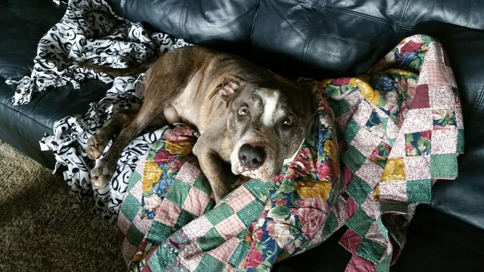 HumaneFW's tweet photo. #FosterFeatureFriday ๐พ One silver lining to our current crisis is seeing our longtime resident, Jude, becoming the ultimate couch potato in his foster home! โค๏ธ After spending nearly 6 months at the shelter, it's incredible to see him truly relaxing without a care in the world. https://t.co/YAQ23XpS60