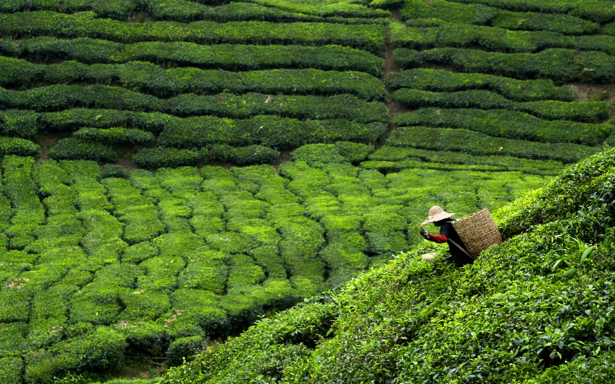 Sublime House of Tea tweet media