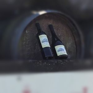 vinoscenti's tweet photo. ?Easter Vineyard Report! ? https://t.co/VvEegaUVyp https://t.co/T79l5eizHg