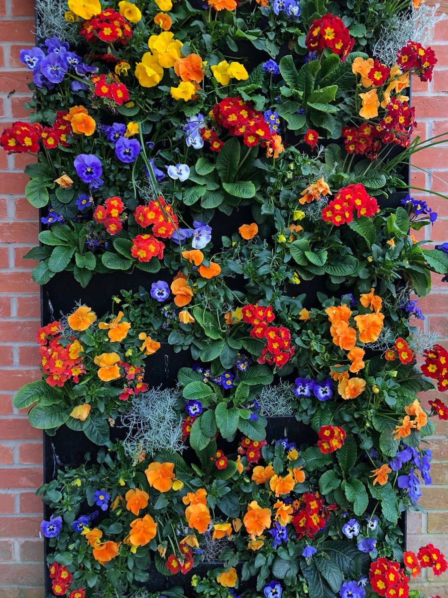 Although we are all safe at home our office living wall is thriving in the sun.
Happy Easter from all of us <a href="/stonehousepcare/">Stonehouse Waterproofing</a> !