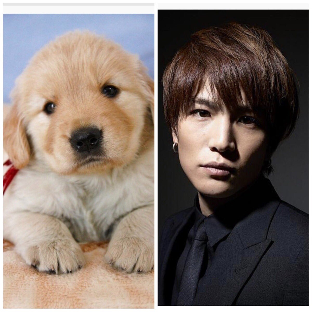 犬顔イケメン Twitter Search Twitter
