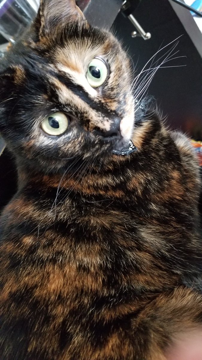 VitaniMaru's tweet photo. Got a lap buddy while I'm doing homework ❤❤ https://t.co/YLFqqRMQOT