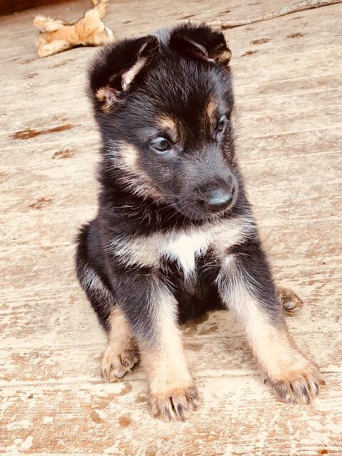 A thread of Yoo Jimin as puppies~  #OurGeniusYooJimin