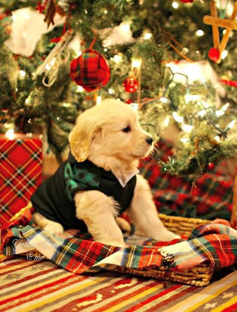 A thread of Yoo Jimin as puppies~  #OurGeniusYooJimin