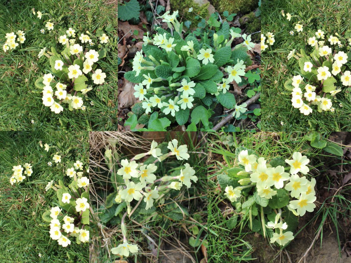 MD_Briggs's tweet photo. Today I discovered the wonderfully peaceful #Whittle_Burn, which joins the #Tyne at #Ovingham
And the most magnificent display of #Northumberland #Primrose π and wild pink #Iris ?π€
#GoodFriday #SpringTyne https://t.co/fYLeUfh5io
