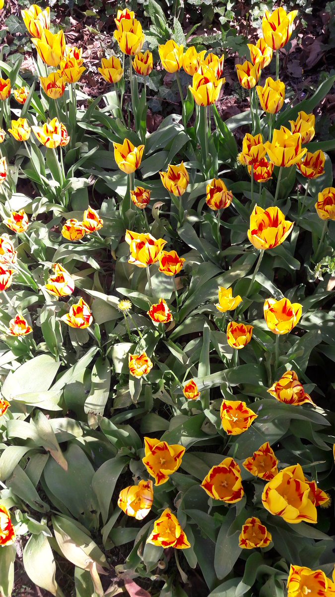 EricWijnacker's tweet photo. De #FreedomFlame tulpen bij @casteelsepoort #wageningen staan nu nog fraai in bloei. Met mede #waogeningsblaog Henk, vandaag 13 kilometer wandelend historische 5 meilocaties in wageningen bezocht. Ook locaties waar onze moeders in oorlog woonden. Inspiratie voor nieuwe liedjes https://t.co/1iqjwqjuMR