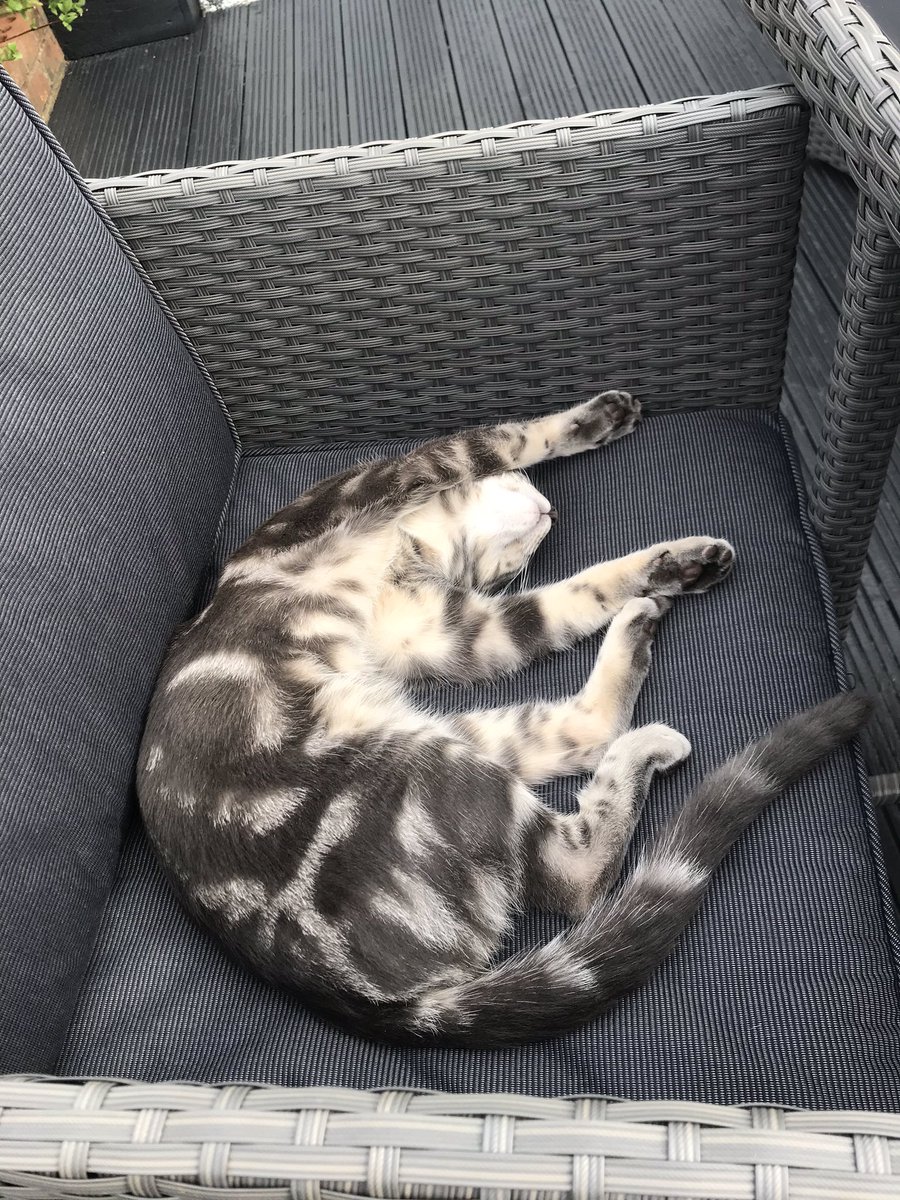 2019Wan's tweet photo. Sunbathing on lockdown or maybe I’ll just have a nap too ...been outside on my adventures since this morning and I’m not allowed out after dark so making the most of the daytime freedom, stay safe purring pals #TabbyTroop #goodfridaykittens #CatsOfTwitter https://t.co/YsYXaFRuKz
