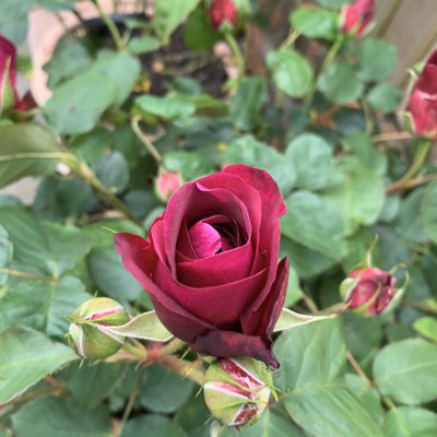 OffenhausLive's tweet photo. #NewProfilePic https://t.co/vDrt1Iq994