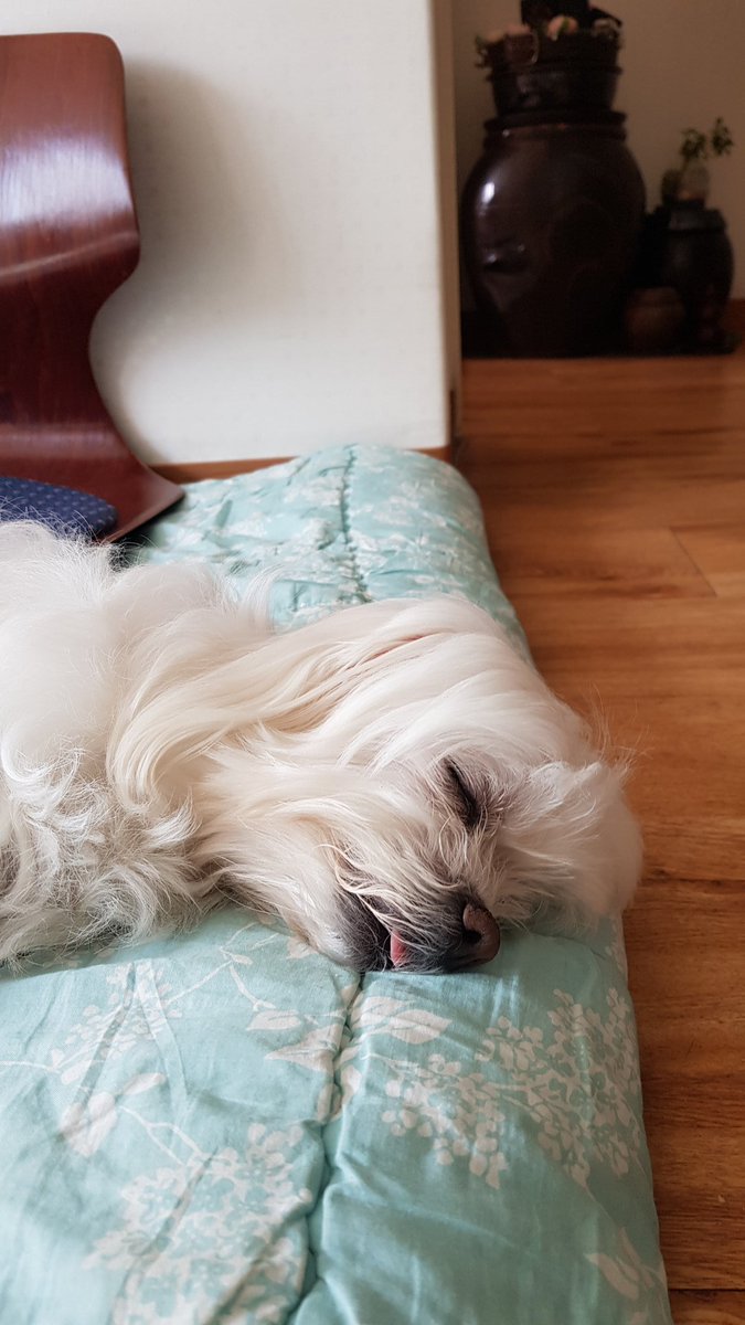 AquiEthan's tweet photo. 우리집 멍멍이 https://t.co/wZo1W6nrFP