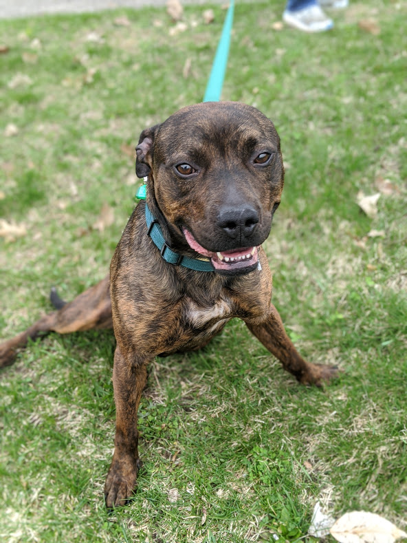 BellwetherHarb's tweet image. This is Buster, one of our current available animals at Bellwether Harbor. We have new animals that are just waiting for their #FOREVERHOME Check out our @petfinder to learn more about our available animals! #animalrescue #adoptme