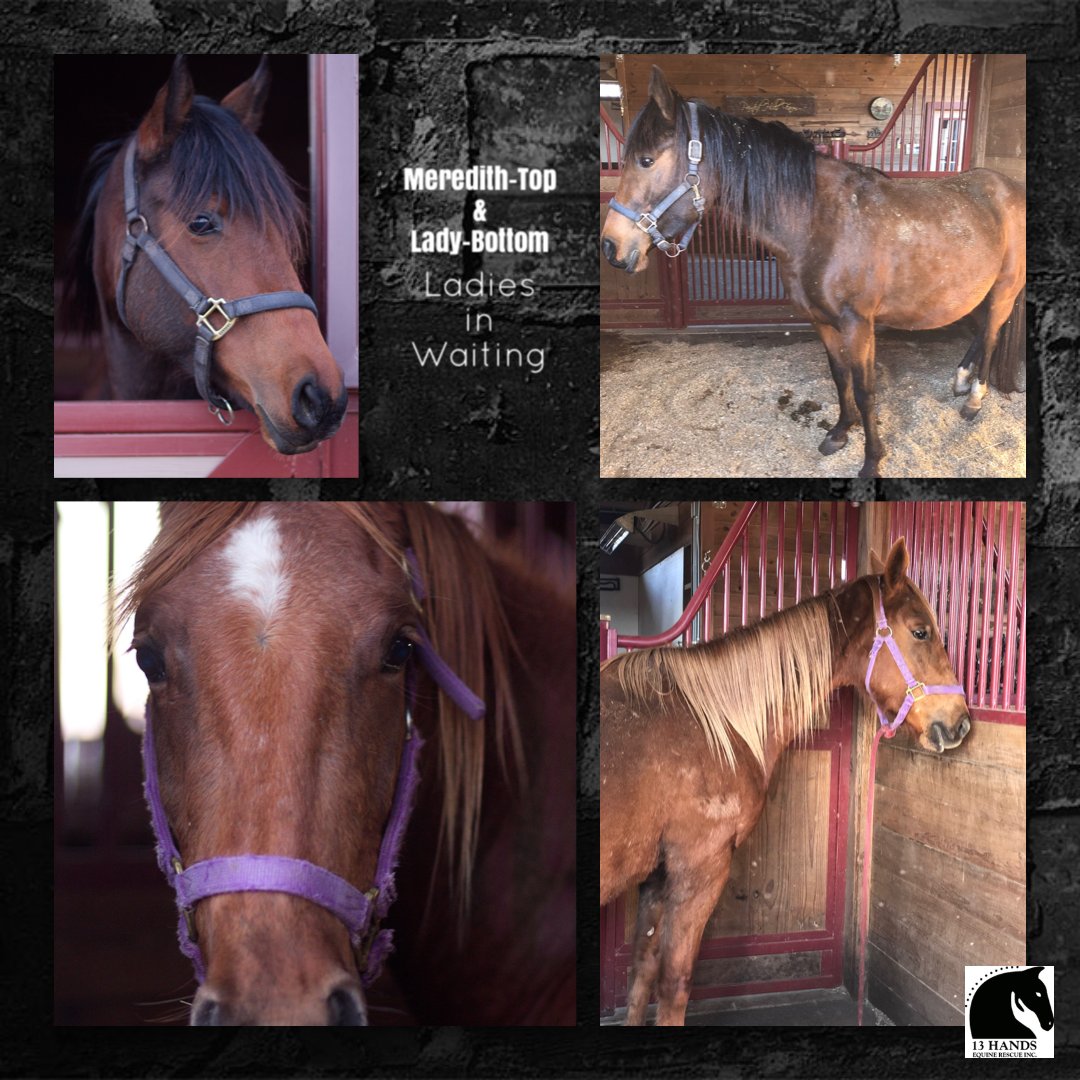 13handsrescue's tweet photo. We have 2 pregnant mares!  How about a contest to help? Go to PayPal and donate $20 to13handsequine@gmail.com.  Please send as ‘family &amp; friends’ so no fee is taken. Enter a comment below with your guess. Ex:  Meredith April 16 am-or Lady April 30 pm. https://t.co/QBABVP6hDE