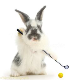 HermanusGolf's tweet photo. Wishing you and your families a Happy Easter weekend. Many of you have celebrated Easter weekend with us in Hermanus over the years and you are sorely missed during this time! 🐰 https://t.co/PaqhBdjM6p