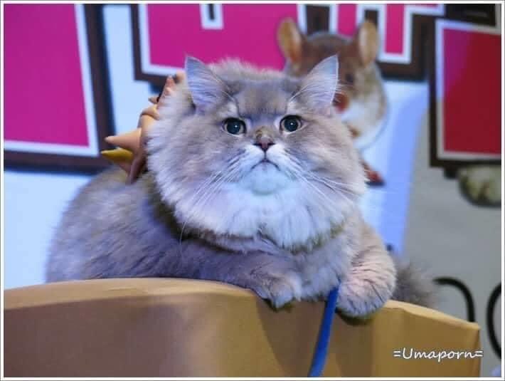 bonebonehub's tweet photo. “What kind of cat are you? Answer me!!”

#bonebone https://t.co/DAWvw4OBH5