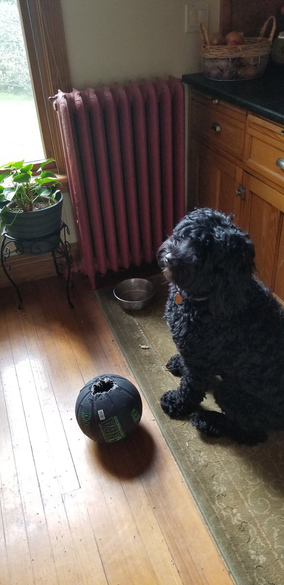 Someone is tired of being cooped up. #boredinthehouse #gnawball