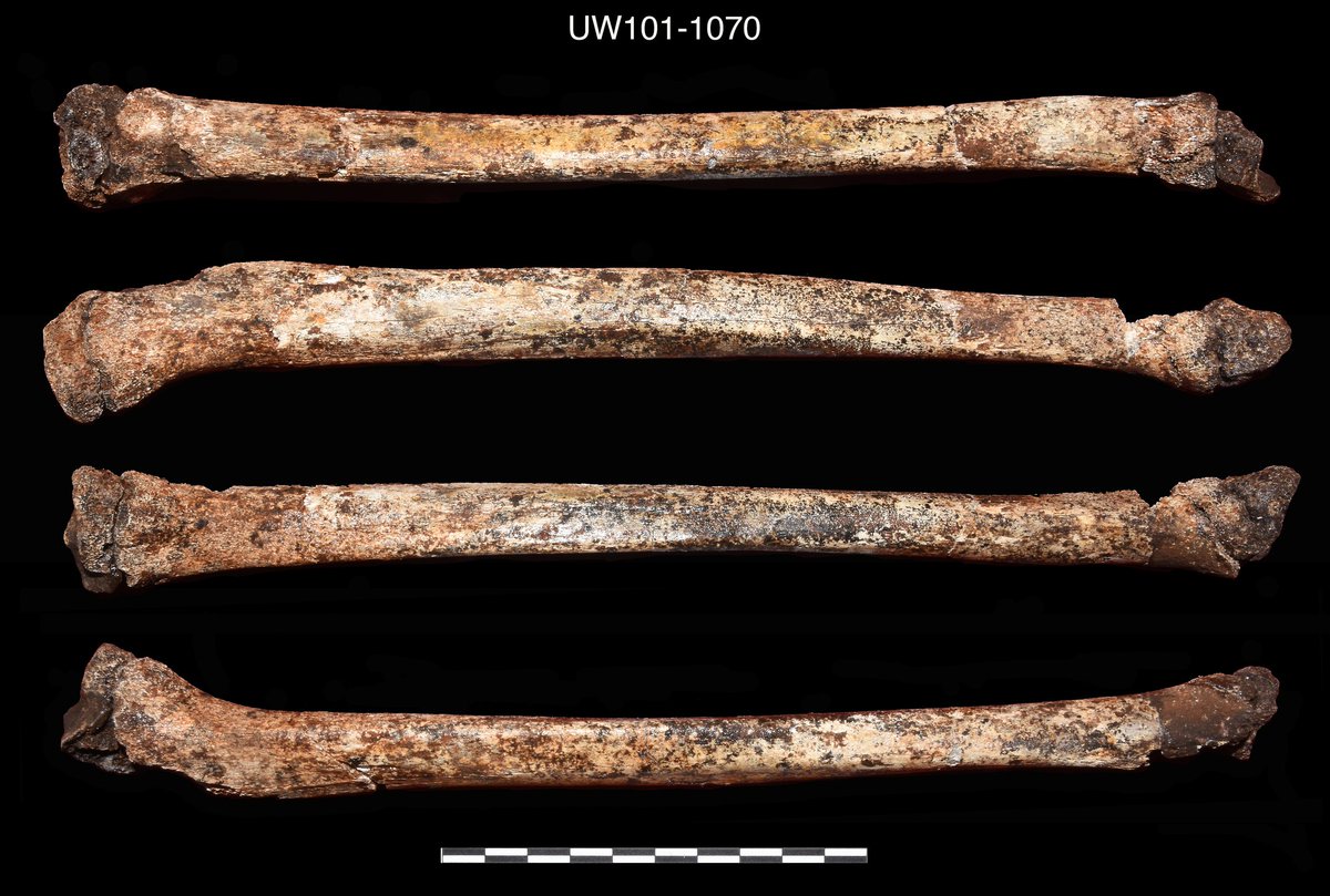 SJCott's tweet photo. The left tibia of this juvenile Homo naledi (DH7) is quite possibly the best preservation of epiphyses with such a high degree of surface detail in the hominin fossil record! #FossilFriday https://t.co/hrBEPAZM3H https://t.co/rNgtJ4CxNo