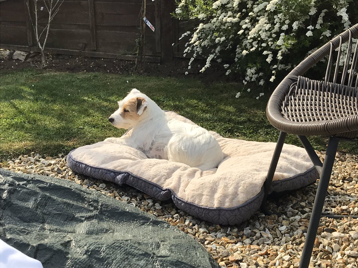 My super cute scooter dog taking in a bit of bank holiday sunshine. 🐶