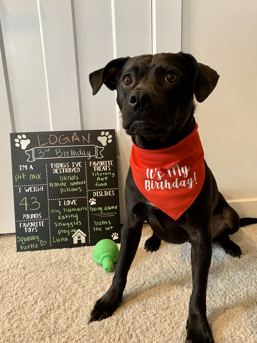 AshleyAchhammer's tweet photo. Today is Logi Bear’s 3rd birthday! 🎉 #CutestBirthdayBoy https://t.co/twtXFZoUmL