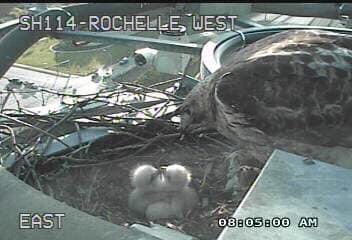 Burgan's tweet image. Baby hawk chicks on a traffic camera  pole in Irving Texas.