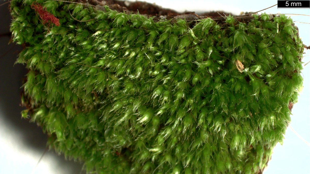 James89619068's tweet photo. Along with the video, here are two stereoscope images showing the bright-field structure of the moss. https://t.co/D0rWhaBL3Y