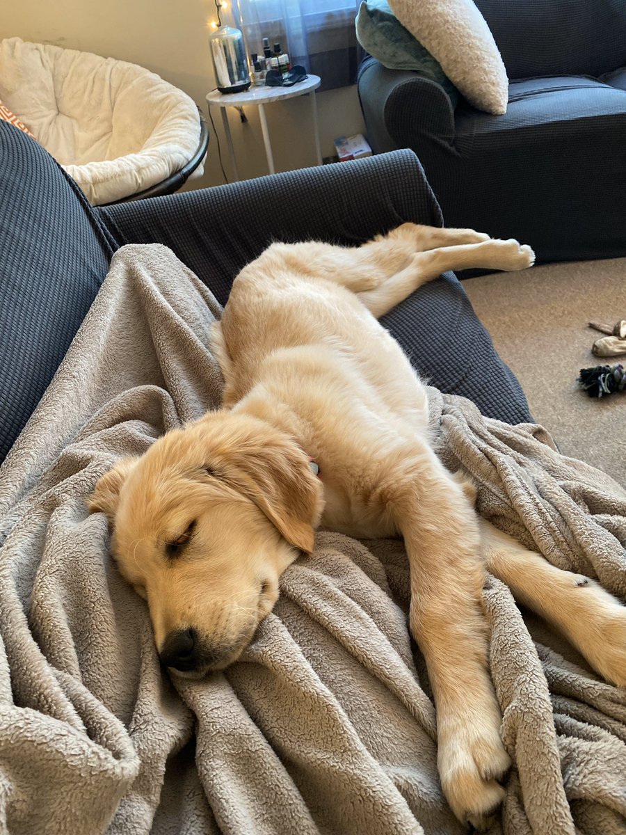 BakerTheGolden1's tweet photo. Morning snoozles with mom💜 https://t.co/JkSkbSRr6f