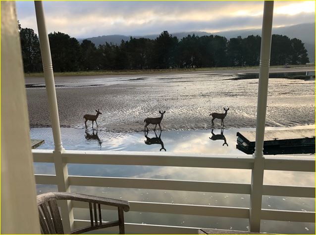mburnsmath's tweet photo. From the back deck of our teeny weekend place in Bolinas, CA. Seems the deer know about social distancing. Are they 6 feet apart? More or less? Maybe have students submit videos of their answers and reasons on Flipgrid or Seesaw? Let me know. https://t.co/3OEmVMfY9s