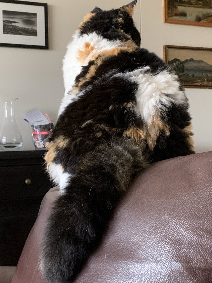 <a href="/ProfessorChonk/">FUNNY PICTURES OF CATS</a> Look at the size of my niece-slender NOT!!