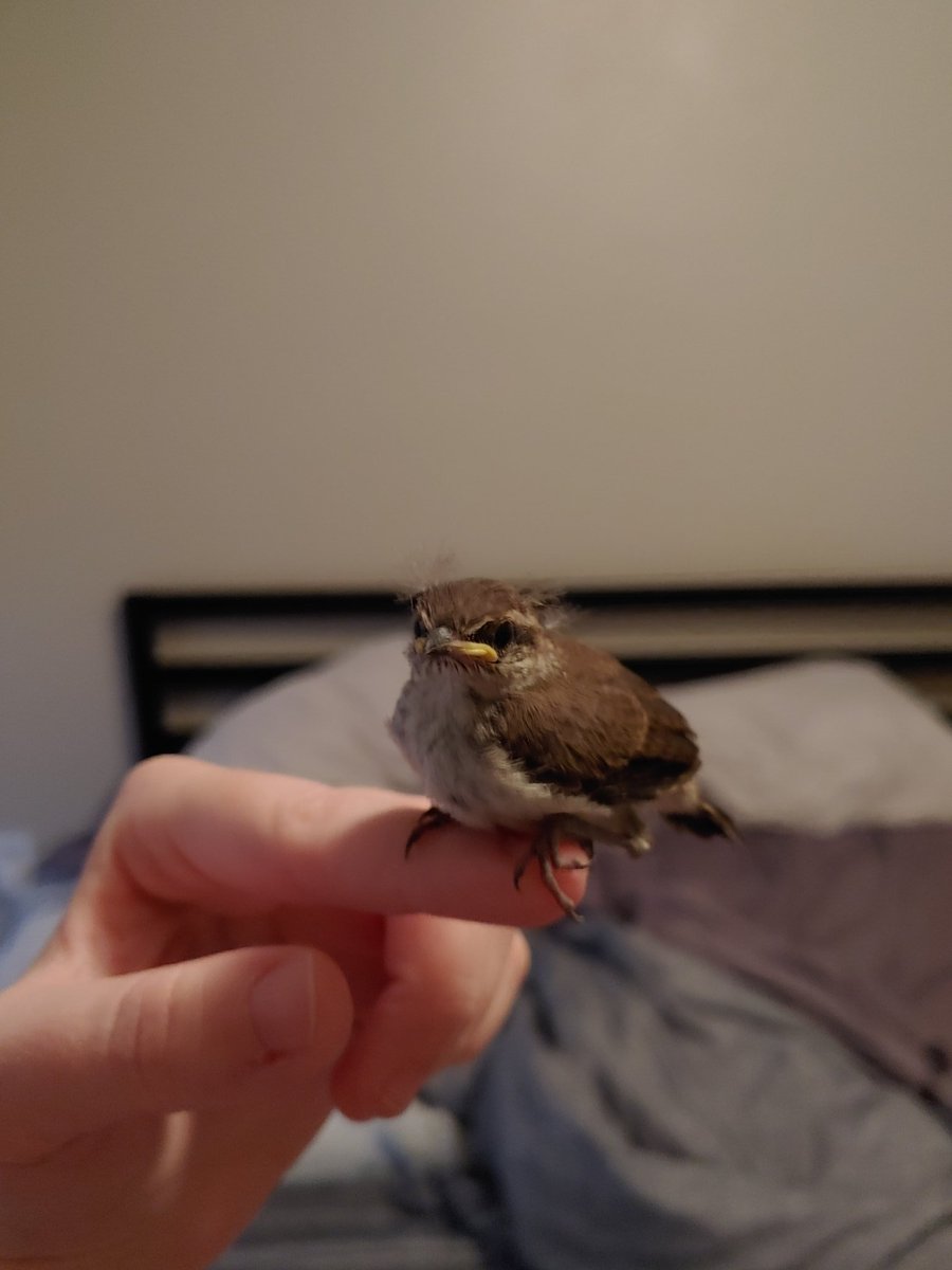 So I found this bird yesterday in the rain unable to fly because he was still learning and got water logged. So I took him in, got him dry/warm & released him when it stopped raining.His parents noticed him immediately & resumed teaching him to fly.However... Now he's back.