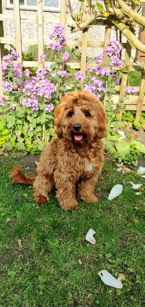 jamestweedale's tweet photo. #GoodFriday2020 #GoodBoy2020 https://t.co/s9oVQSTam9