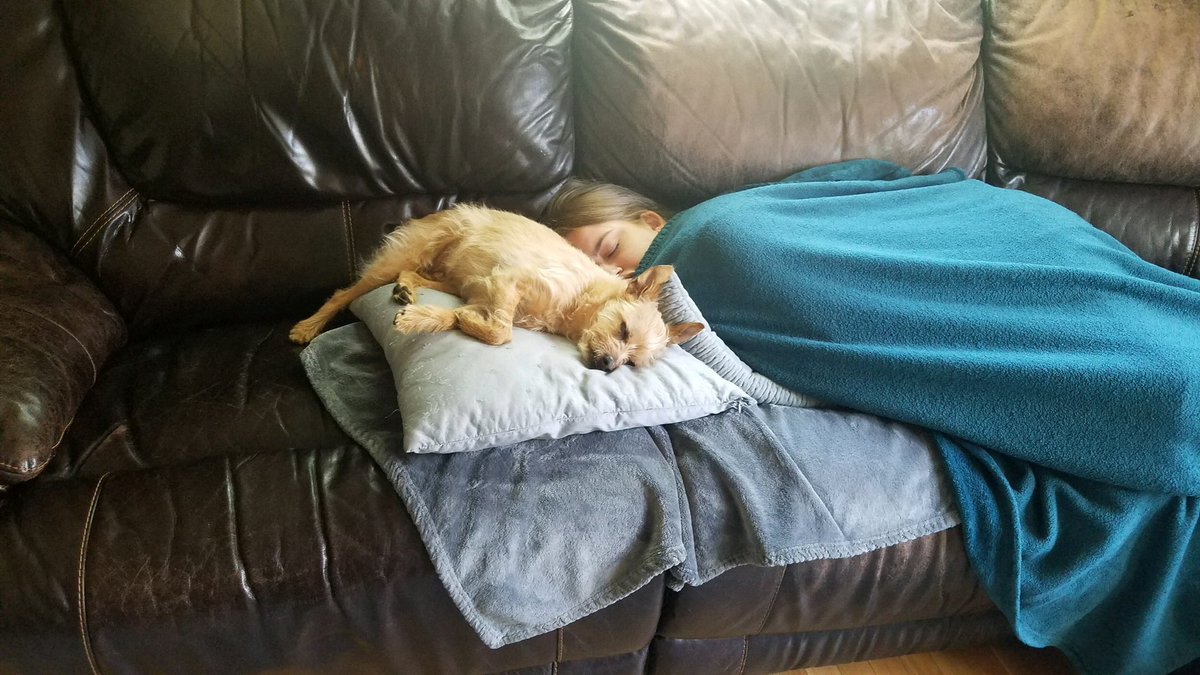 soapybrouli's tweet photo. me and my dogs passed out on the couch: a series https://t.co/uJkyHqqfsb