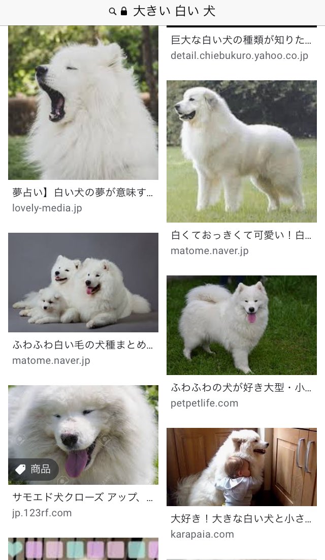 ポメラニアンりーの على تويتر 白くて大きい犬を見て気を保つ サモエド ポメラニアンりーの على تويتر 白くて大きい犬を見て気を保つ サモエド