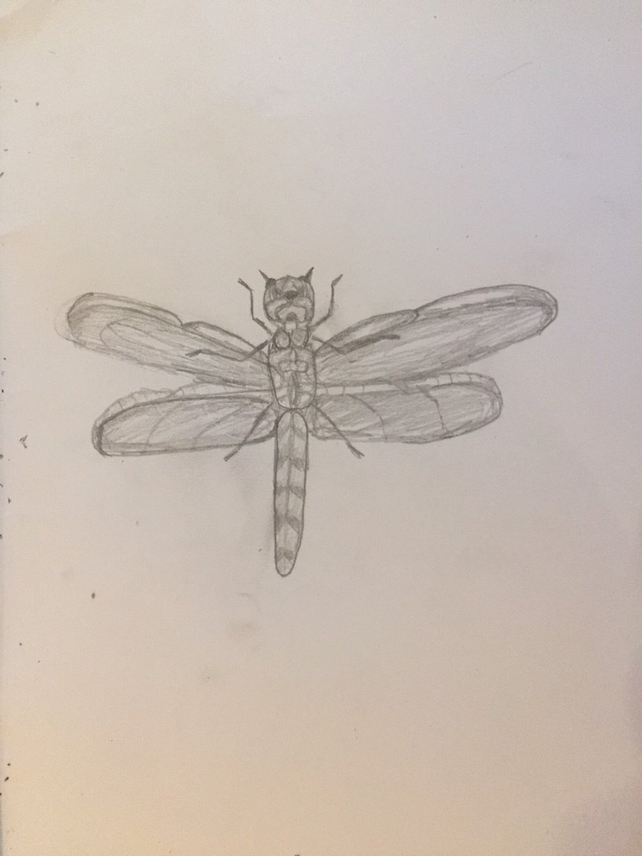 Amaia_Movie's tweet photo. We loved the these linear insect drawings by Year 8 students. Credits have been given for the most accomplished. #LinearDrawing #Year8Projects https://t.co/dhoxTVqs1D