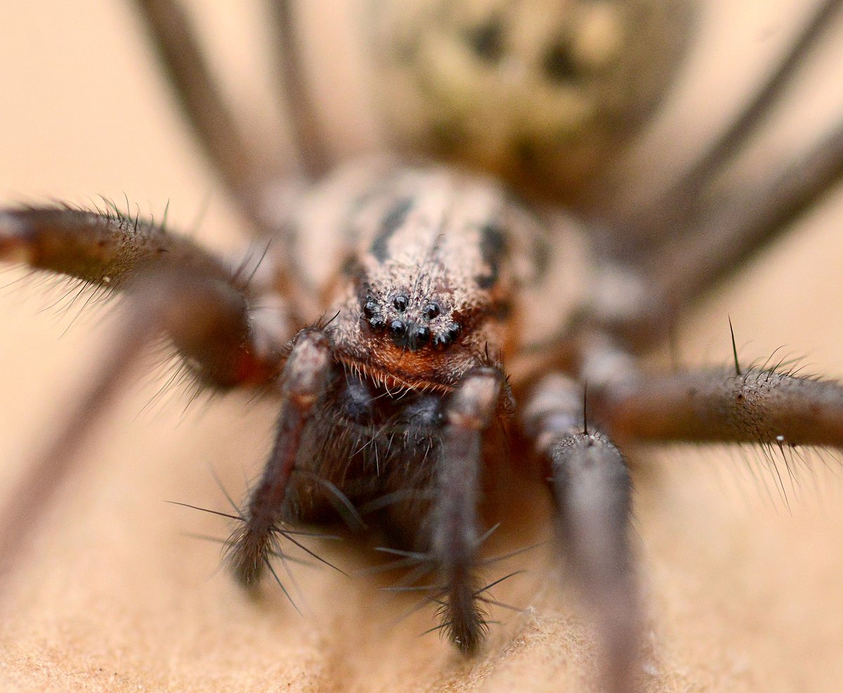 I am sure I am not the only one looking through sheds at the moment. I met this guy living in mine. #spider #boredphotographer #scary