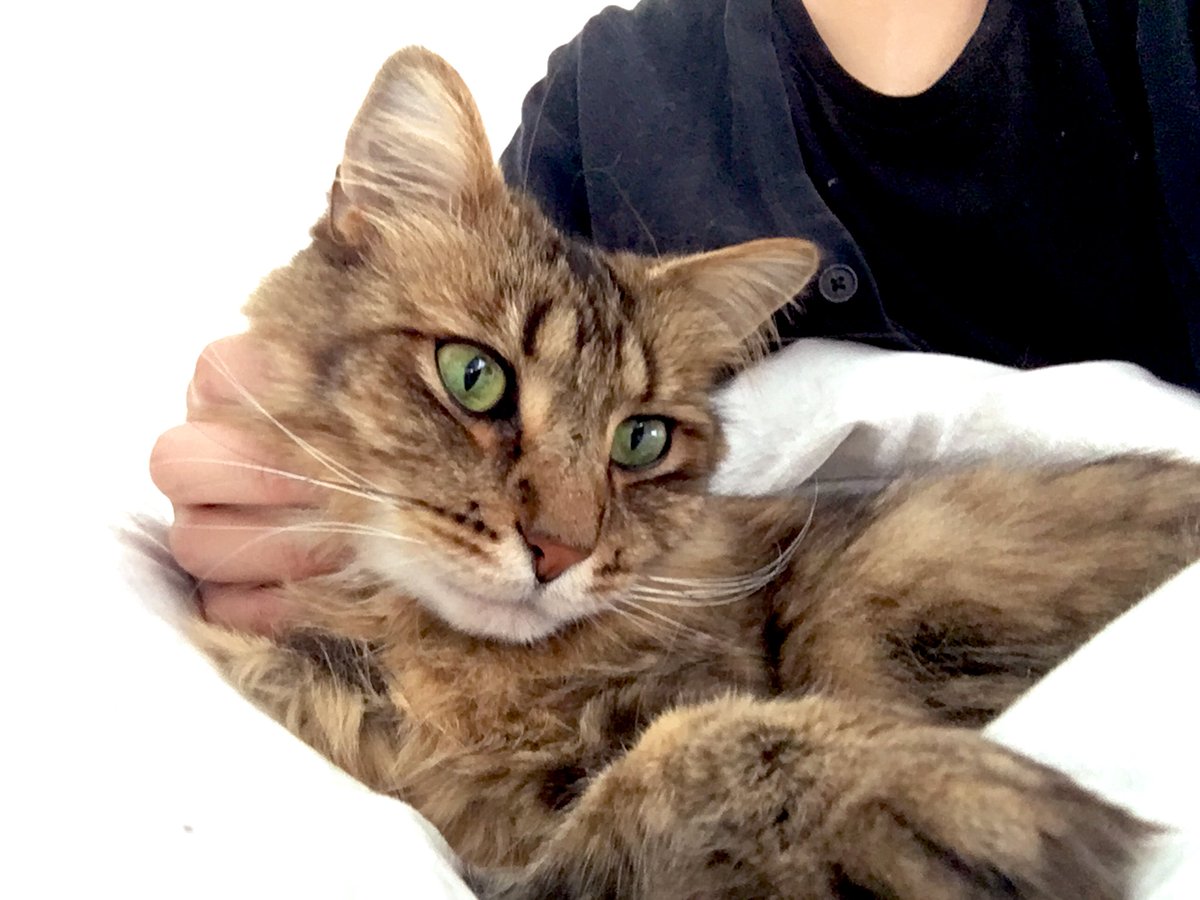 修羅@ 💤 (@tenfiends) on Twitter photo 