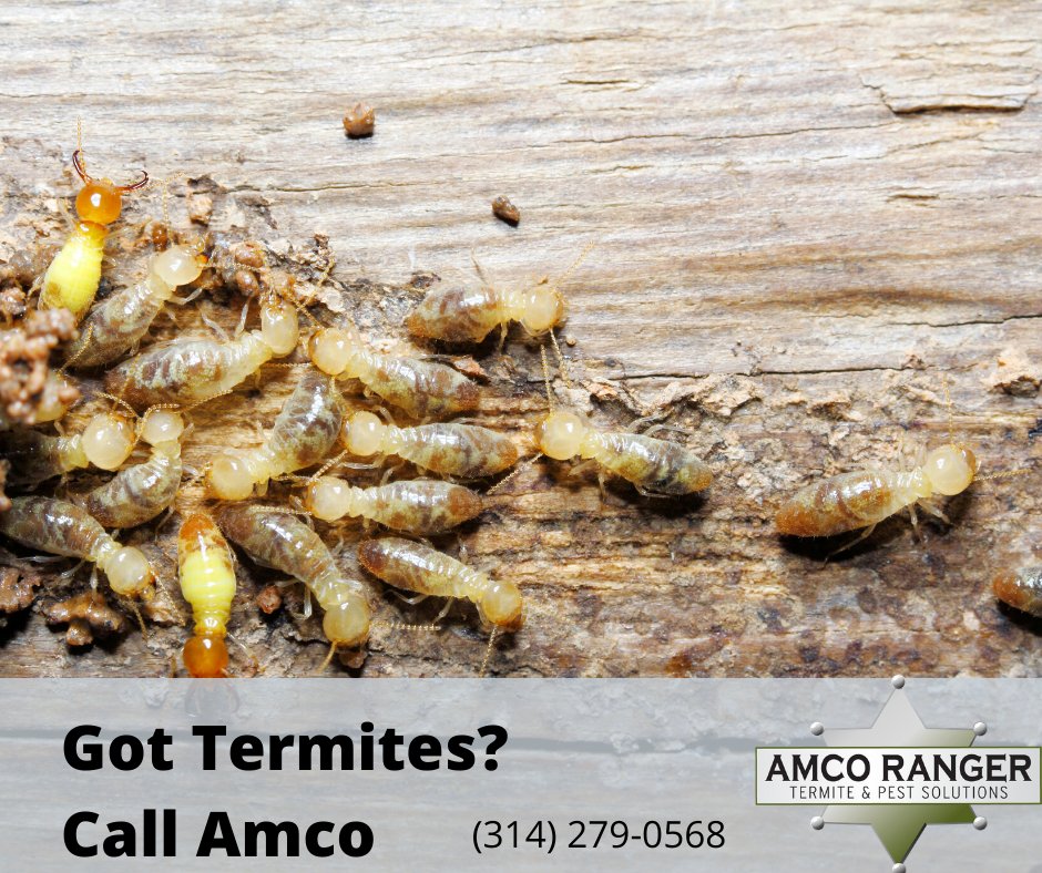 Termites are a pest that is active all year. Don’t give them a reason to infest your house. Give Amco a call today, and we’ll come out for a FREE inspection.
amcoranger.com/contact/

#AmcoRanger #PestSolutions #Termites