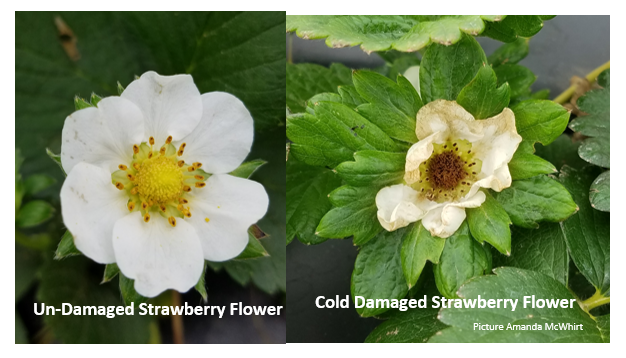 Strawberries are in bloom to red fruit stage right now. Blooms can be damaged around 30-32 F. Small green fruit are damaged at 28 F. This is the crop most likely to experience damage next week. Dry row covers should be applied early in the afternoon to protect the crop  #uaexHORT
