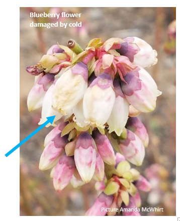 Blueberries blooms and small fruit are damaged at 25-28F depending on the stage. Rabbiteye types can be damaged at 30F.  #uaexHORT