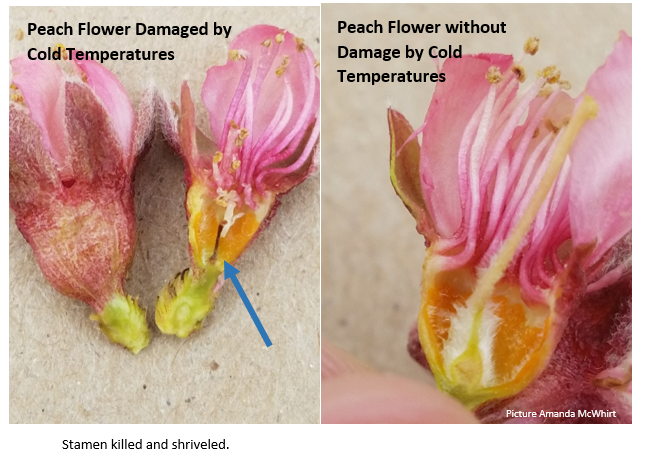Peaches are mostly post bloom and have small fruit which can be damaged from 25-28 F  #uaexHORT