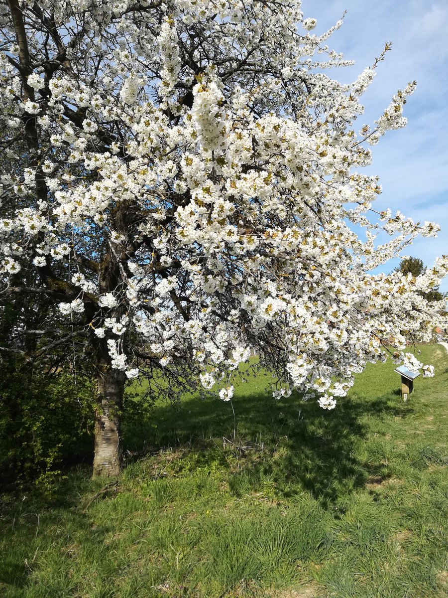 klausfenn's tweet photo. Kirschblüte in Franken https://t.co/r2iqQSFfJr