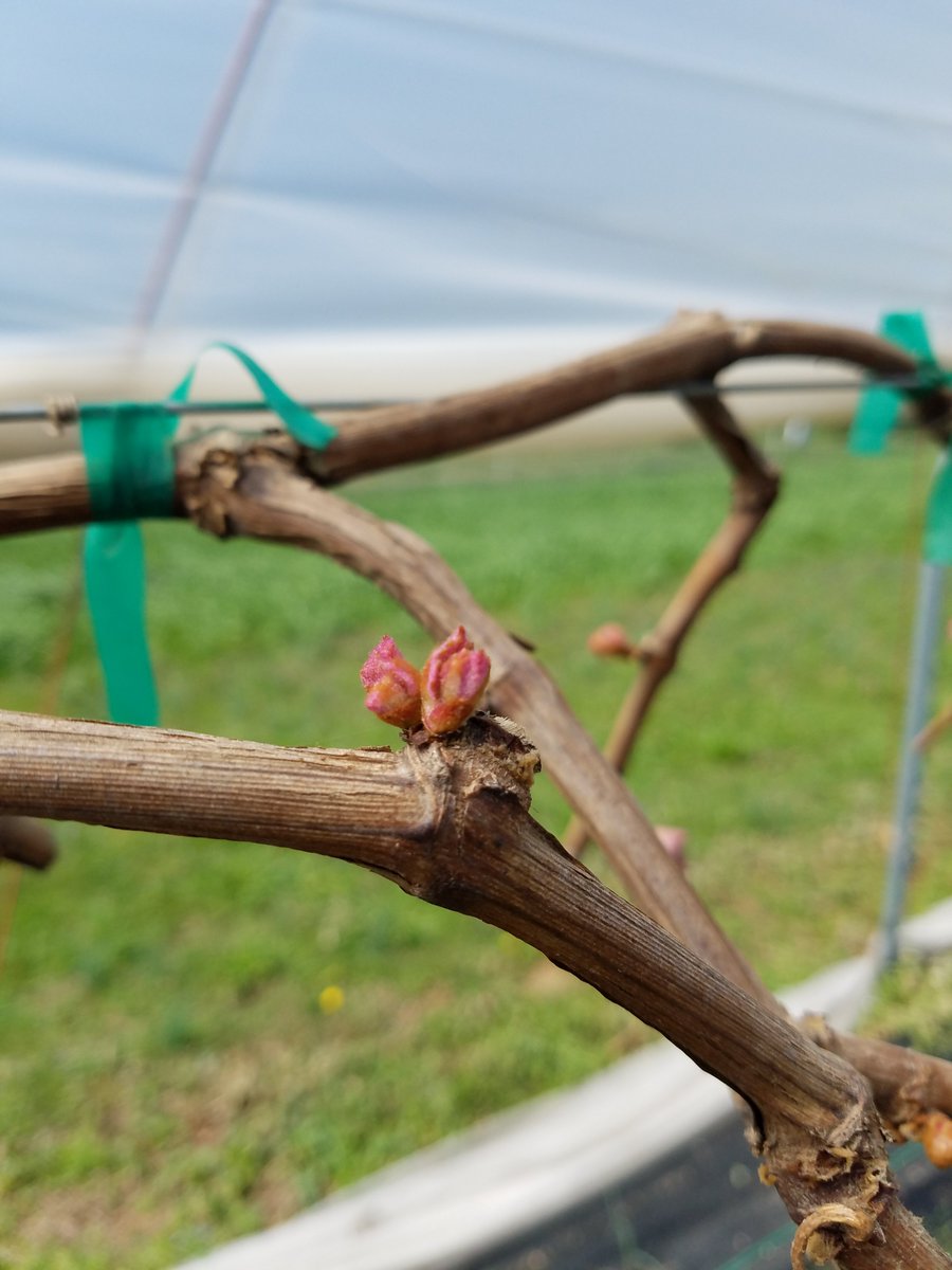 Grapes are at early shoot emergence. Early shoots will be damaged at 26-30F depending on the cultivar.  #uaexHORT