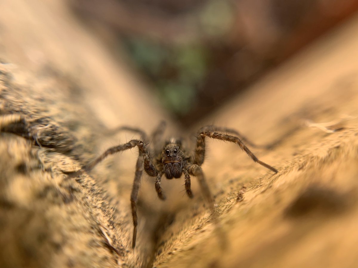Day eighteen.BittercressWolf Spider #GardenWildlife  #LockdownWildlife  #WildlifePhotography