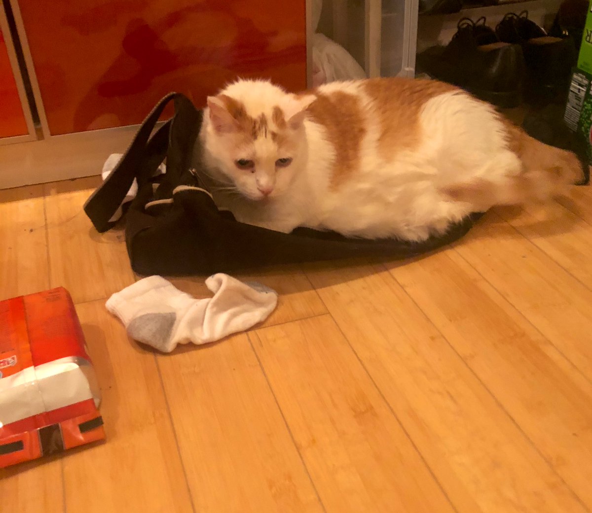 LoMeowChenko's tweet photo. Duuuuuddddessss.....Wut is happening?????? 🙀 🧦 ☕️ 🌿🌱

#SurroundedBySocks  #AndDunkins #BadNipTrip #OnDadsGymBag #HeNotUsingIt #QuantineDadGuyBod #NotGonnaBePretty #AsBadAsMomsHairdo #SendScissors #AndAPelotonBike #OhAndSnacks #AlwaysSendSnacks #QuarantineCats https://t.co/s31KUFVaJB