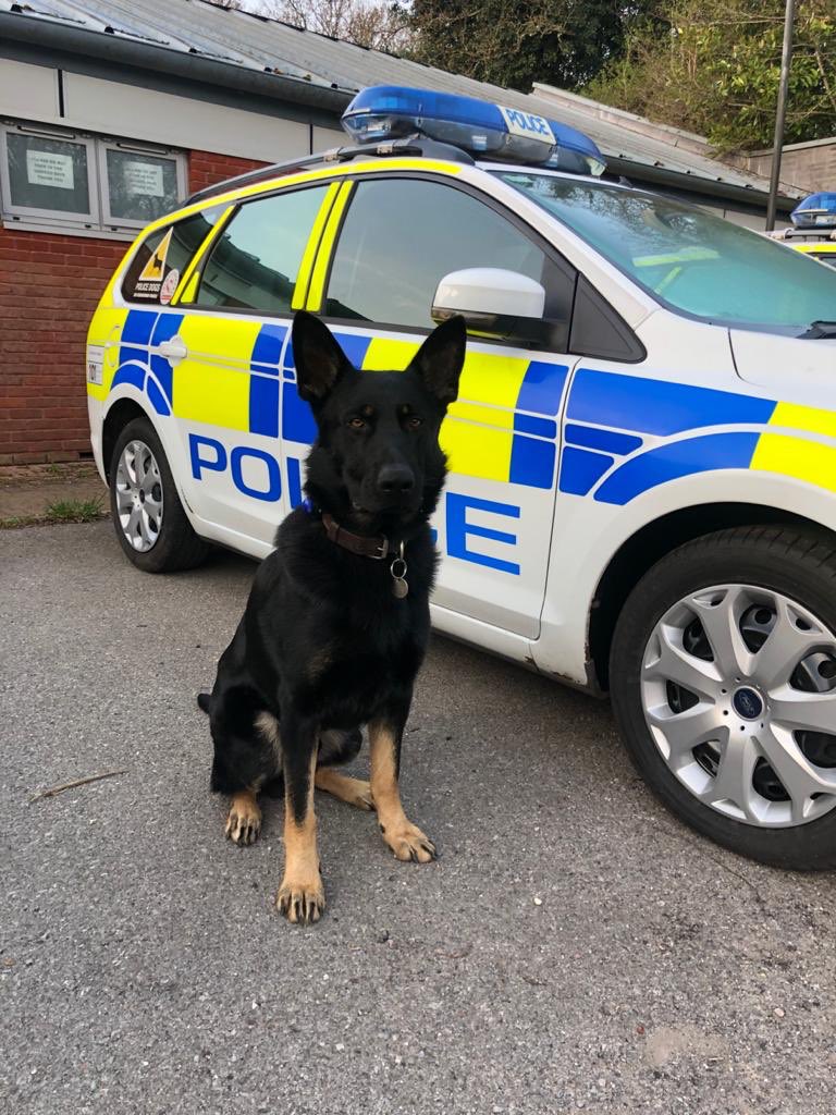 PoliceDogDorset's tweet photo. Fantastic work from our newest dog PD Rebel and the #OD728 team last night, one detained inside a WH Smith store (non-essential shopping 😉) and later located evidential property after @AllianceArv detained 2 following reports of incident involving a knife https://t.co/qHcDSbtAqx