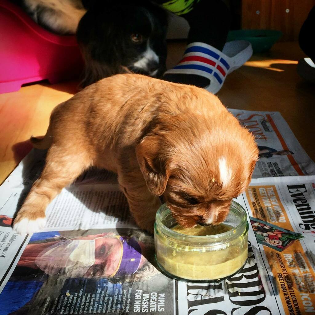 gwynverysmall's tweet photo. My #puppynumber1 trying out dog food! 🥘
#weaning

#theverysmallfamily

#litter #puppylitter #doglitter #quadruplets #newbornpuppy #puppy #puppies #puppiesofinstagram #dog #dogsofinstagram

#mum #mummy #firsttimemum #firsttimemom #mom #mommmy #mother … https://t.co/mkz7IA8dku https://t.co/u9xEUOqa4x