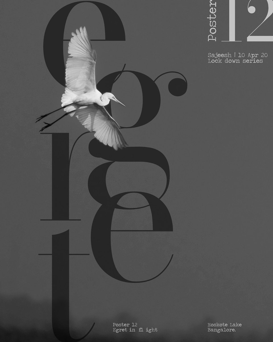  #posterdesign 12 in this series. Egret in flight: this image was taken at Hoskote lake in  #Bangalore .  #blackandwhite  #graphicdesign  #Posters