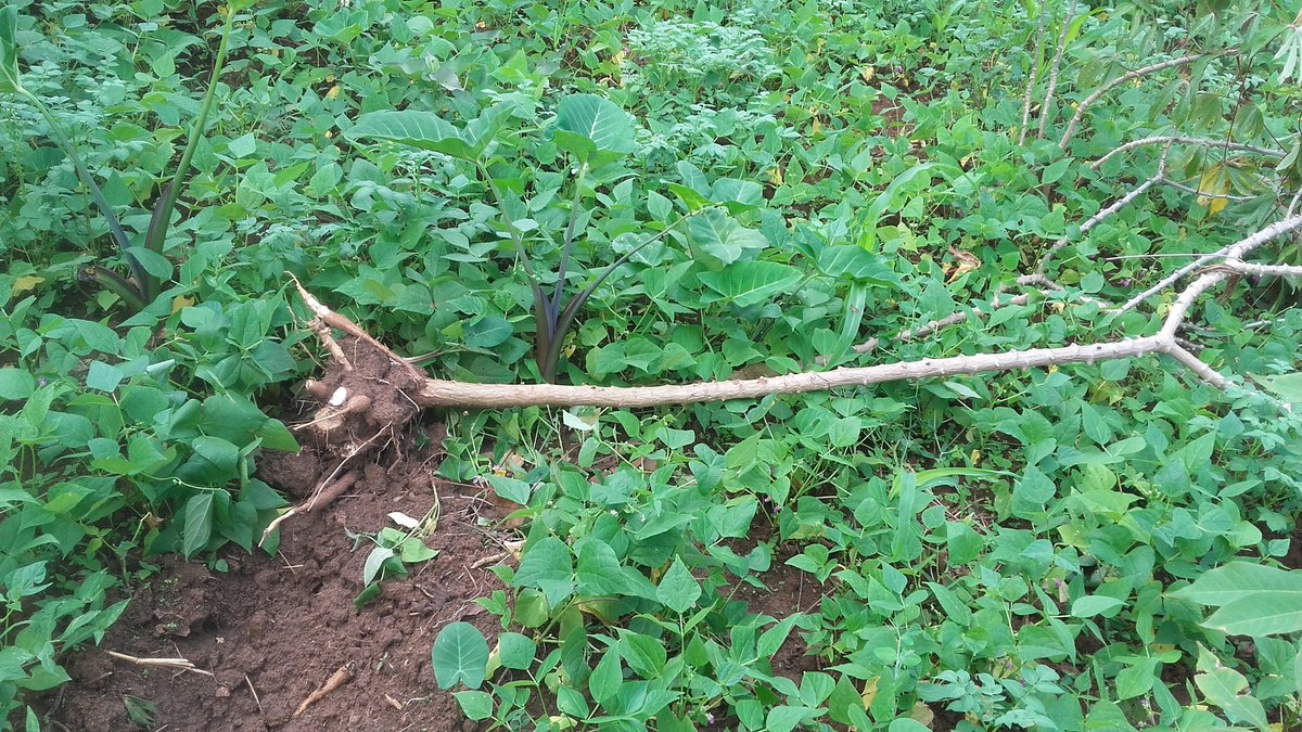 Ese niba umucikacumu warokotse genocide yakorewe abatutsi 1994 akorewe ubugome nkubu bwo kurandurirwa imyaka,yakwitabaza ubuyobozi bwibanze ntibumukemurire ikibazo,ubwo ako si agashinyaguro?? <a href="/PaulKagame/">Paul Kagame</a> <a href="/UrugwiroVillage/">Presidency | Rwanda</a> <a href="/Ibuka_Rwanda/">IBUKA Rwanda</a> <a href="/Rwandapolice/">Rwanda National Police</a> <a href="/RIB_Rw/">Rwanda Investigation Bureau</a>