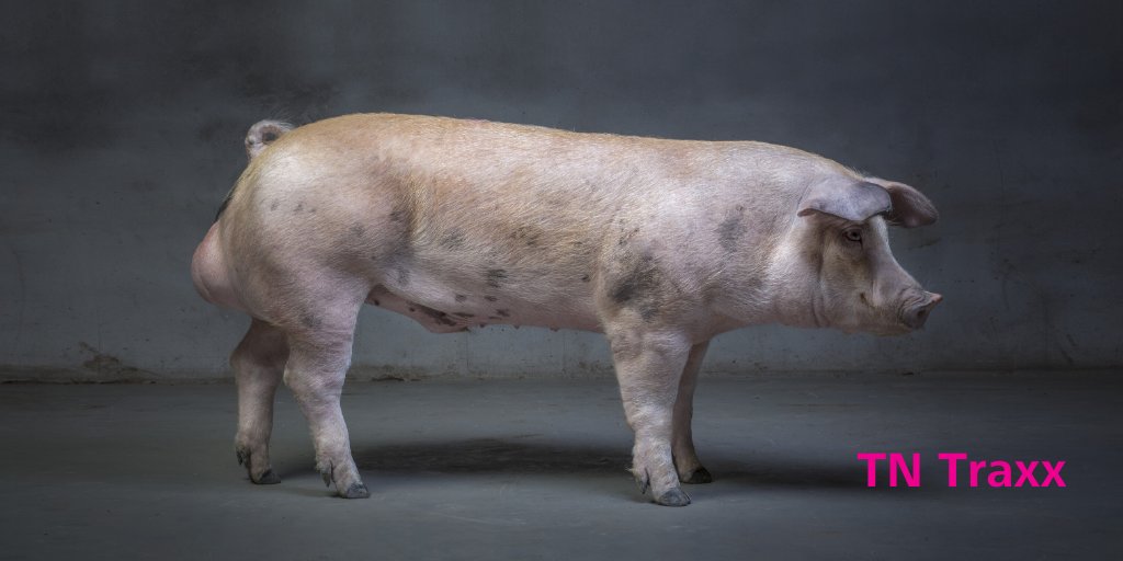 The TN Traxx is a crossbread boar of Duroc with Piétrain. Bred for producers in moderate to hot climates aiming to produce lean, well-conformed carcasses. Its excellent feed intake capacity makes it a superb choice for efficient production in hot climates: bit.ly/2tTWS1E
