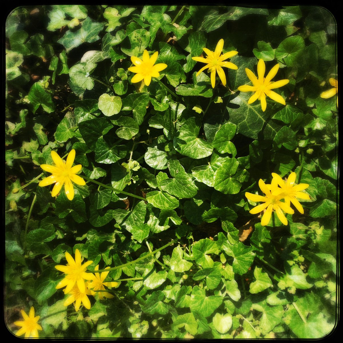 theAliceRoberts's tweet photo. @ChrisGPackham @mooresounds @MeganMcCubbin Lovely to see your #WildMorningswithChris and Megan. Here are some signs of spring from Somerset - including an animal I’ve not seen in years: a beautiful slow worm! 
And so glad you enjoyed Tame too. https://t.co/uevHNa3G6s
