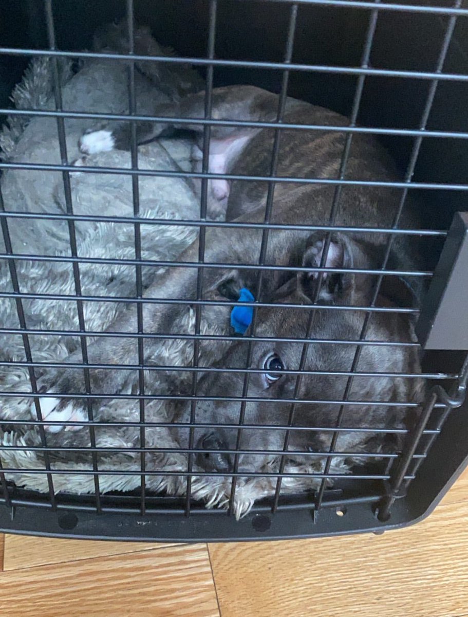 This is Benny. He’s not great at going down stairs yet, so his human carries him. Yesterday he wiggled out of their arms and fractured his paw. For now he’s on meds and limited to his crate. Surgery to repair it is expensive, but you can help below. 13/10

gofundme.com/f/9wjfqn-help-…