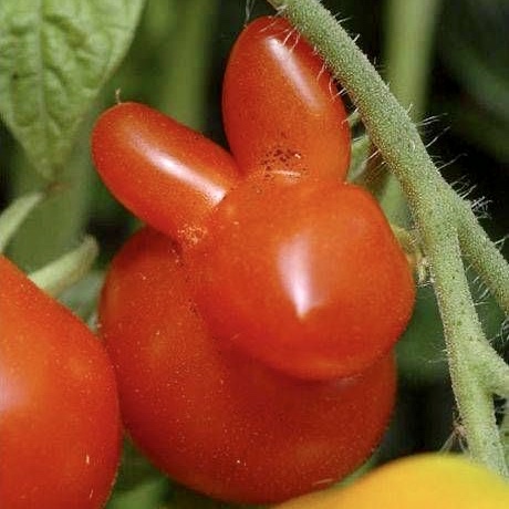 GoodUseFoods tweet media